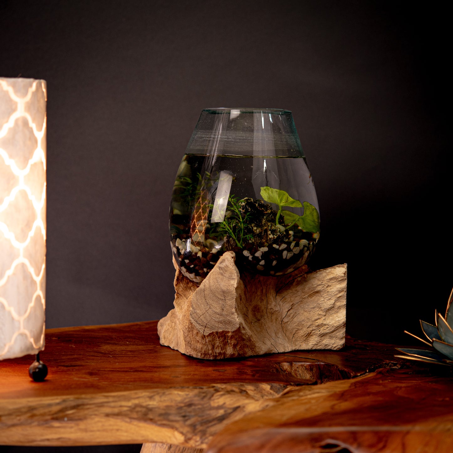 Blown Glass Bowl on Natural Coffee Root Plinth