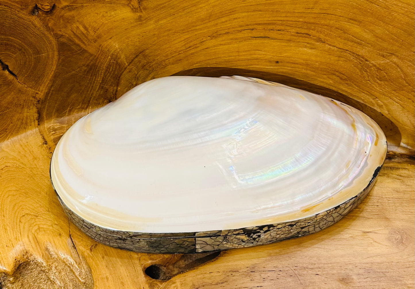Natural Shell Jewelry Box