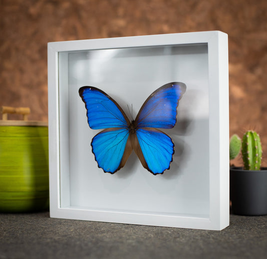 Morpho Butterfly in a 9x9 White Frame