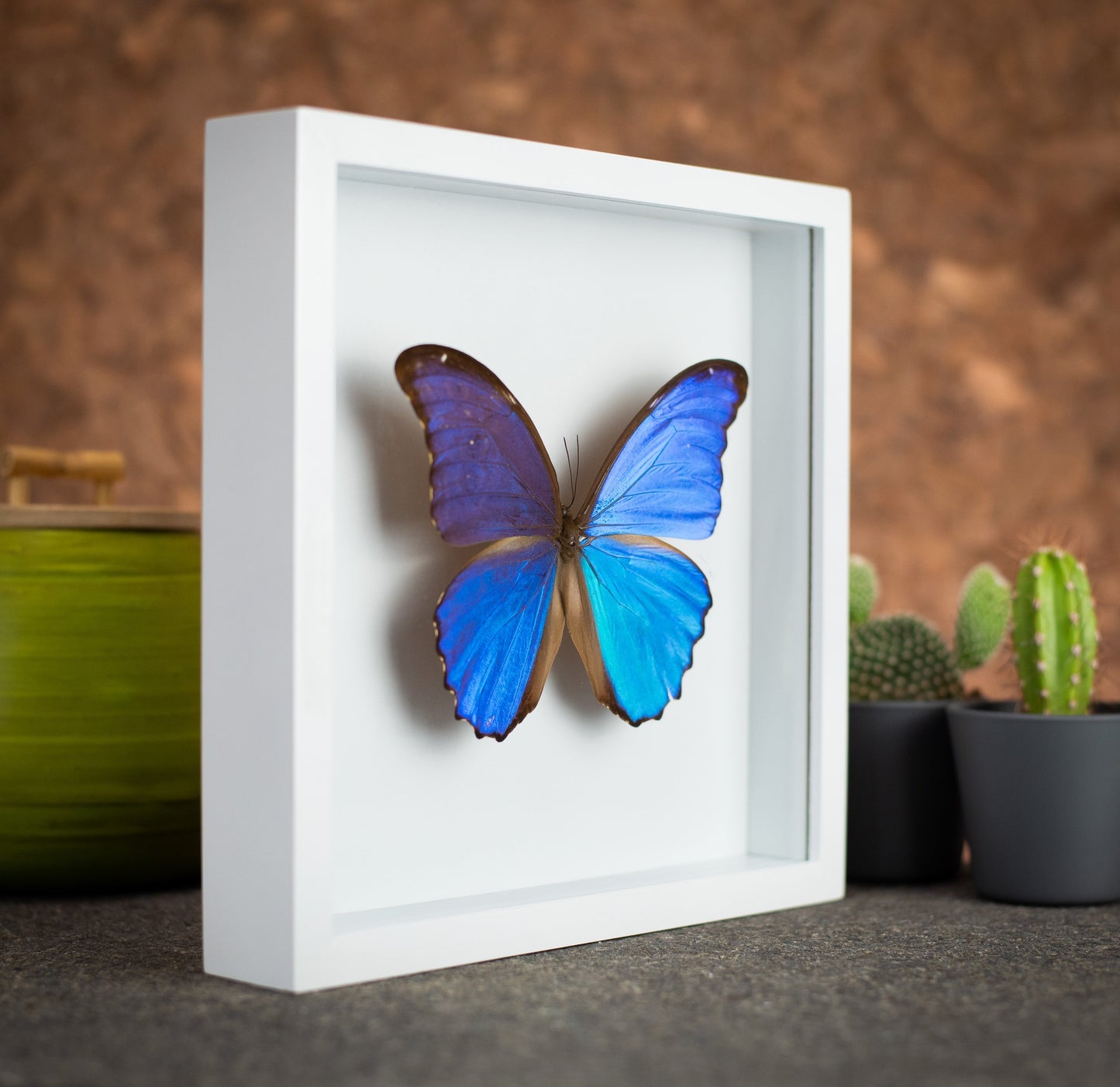 Morpho Butterfly in a 9x9 White Frame