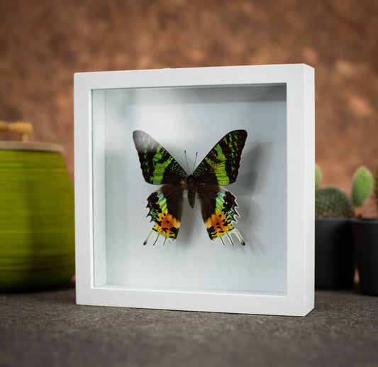 Sunset Moth Butterfly in a 6x6 White Frame