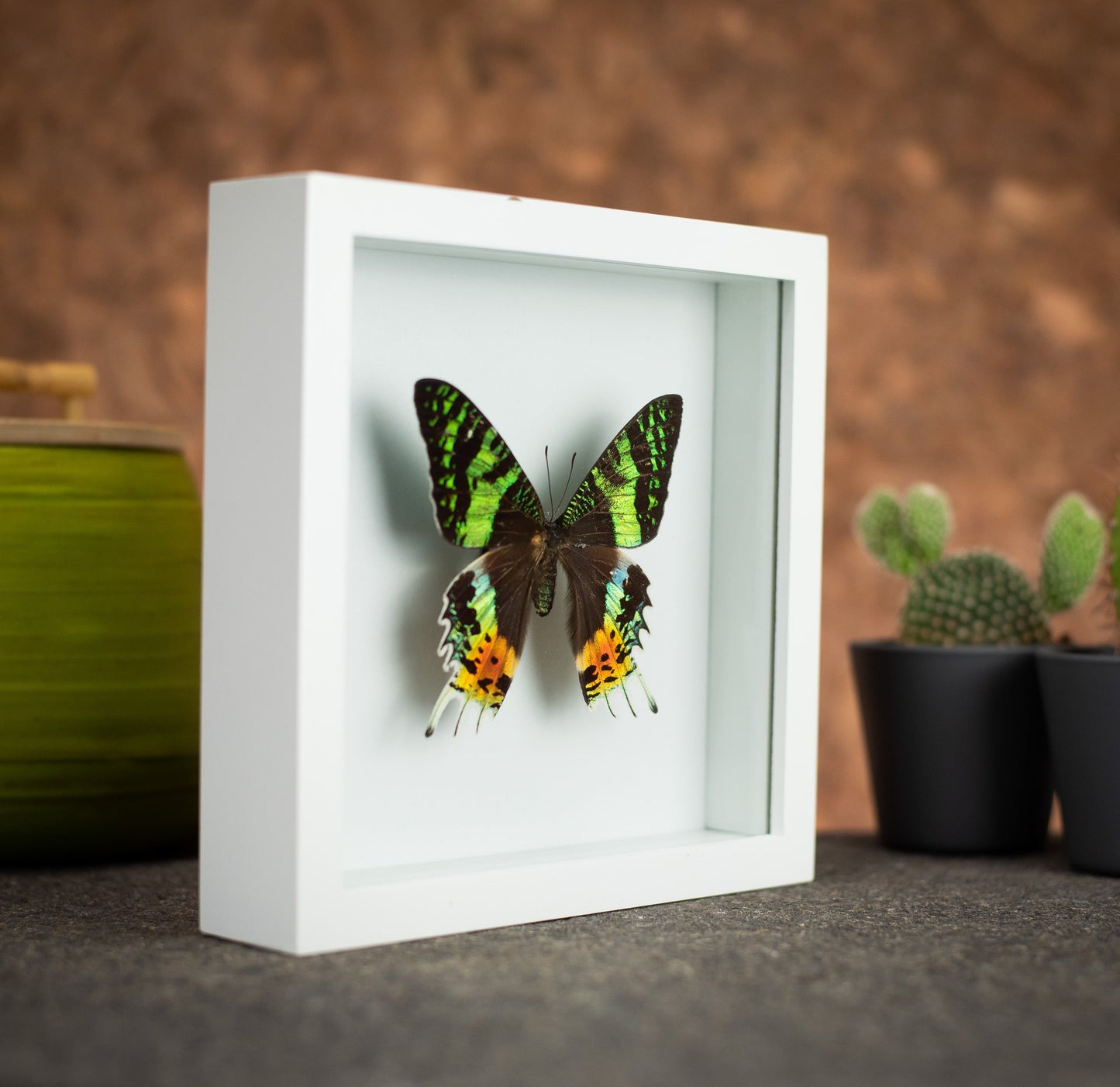 Sunset Moth Butterfly in a 6x6 White Frame