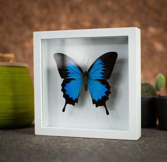Ulysses Butterfly in a 6x6 White Frame