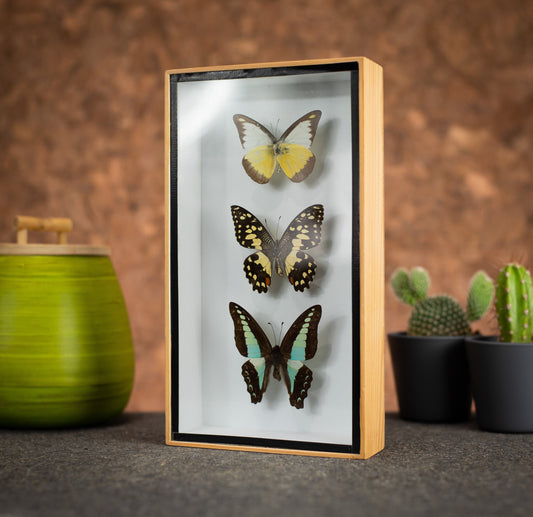 Three Butterflies in Wood Box