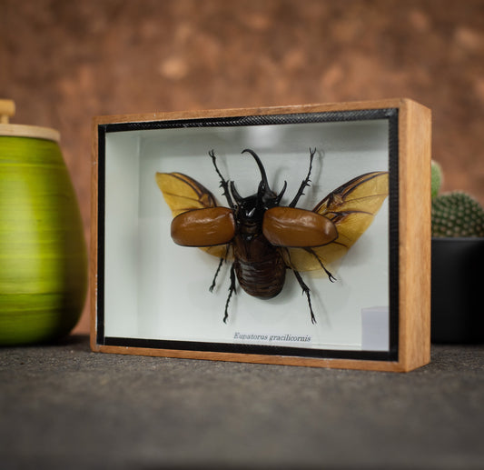 Five-Horned Beetle Wings Open