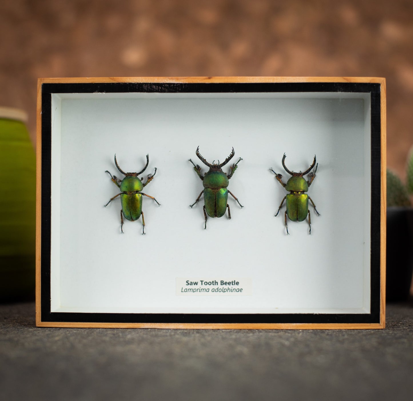 Set Of Three Green Sawtooth Beetles