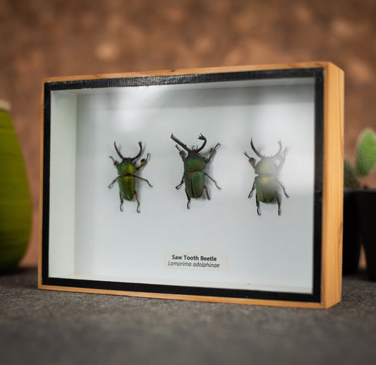 Set Of Three Green Sawtooth Beetles