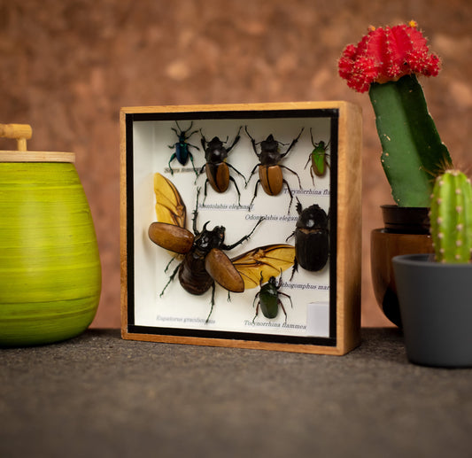 Small Set of Assorted Insects With Five Horned Beetles