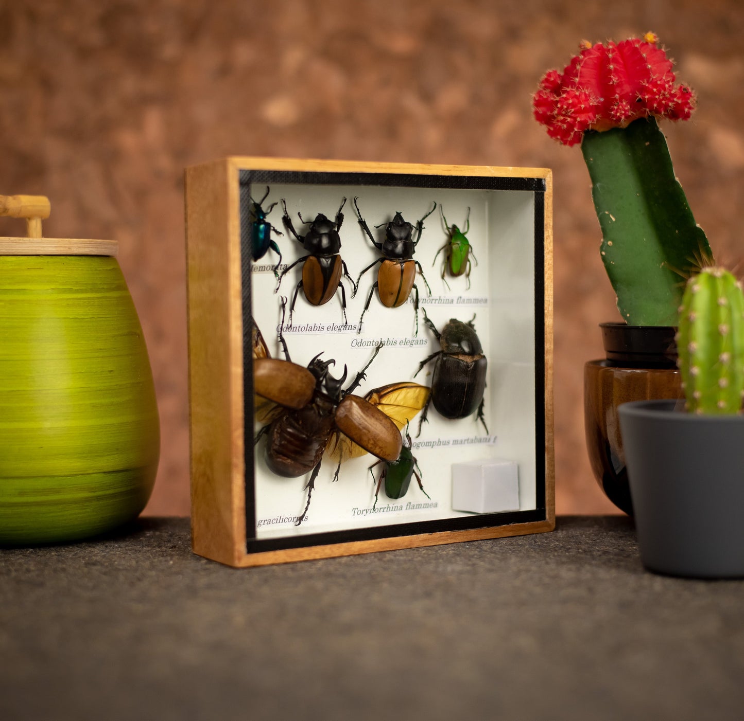 Small Set of Assorted Insects With Five Horned Beetles