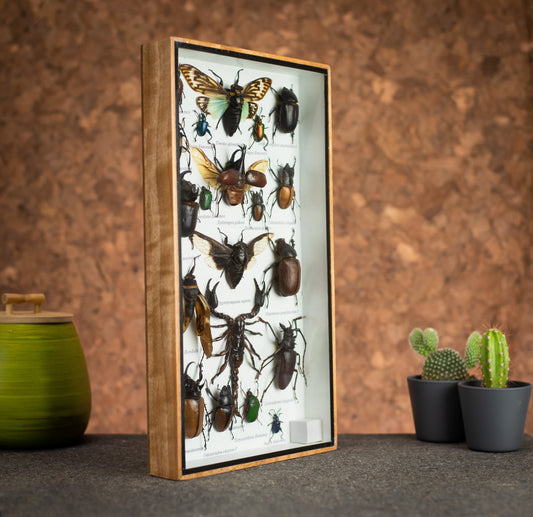 Medium Set Of Assorted Insects
