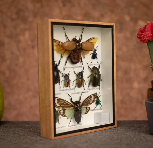 Small Set Of Assorted Insects With Scorpion