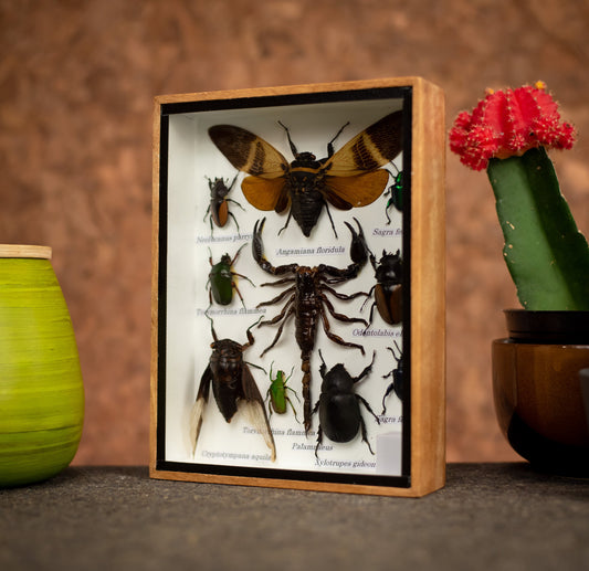 Small Set Of Assorted Insects