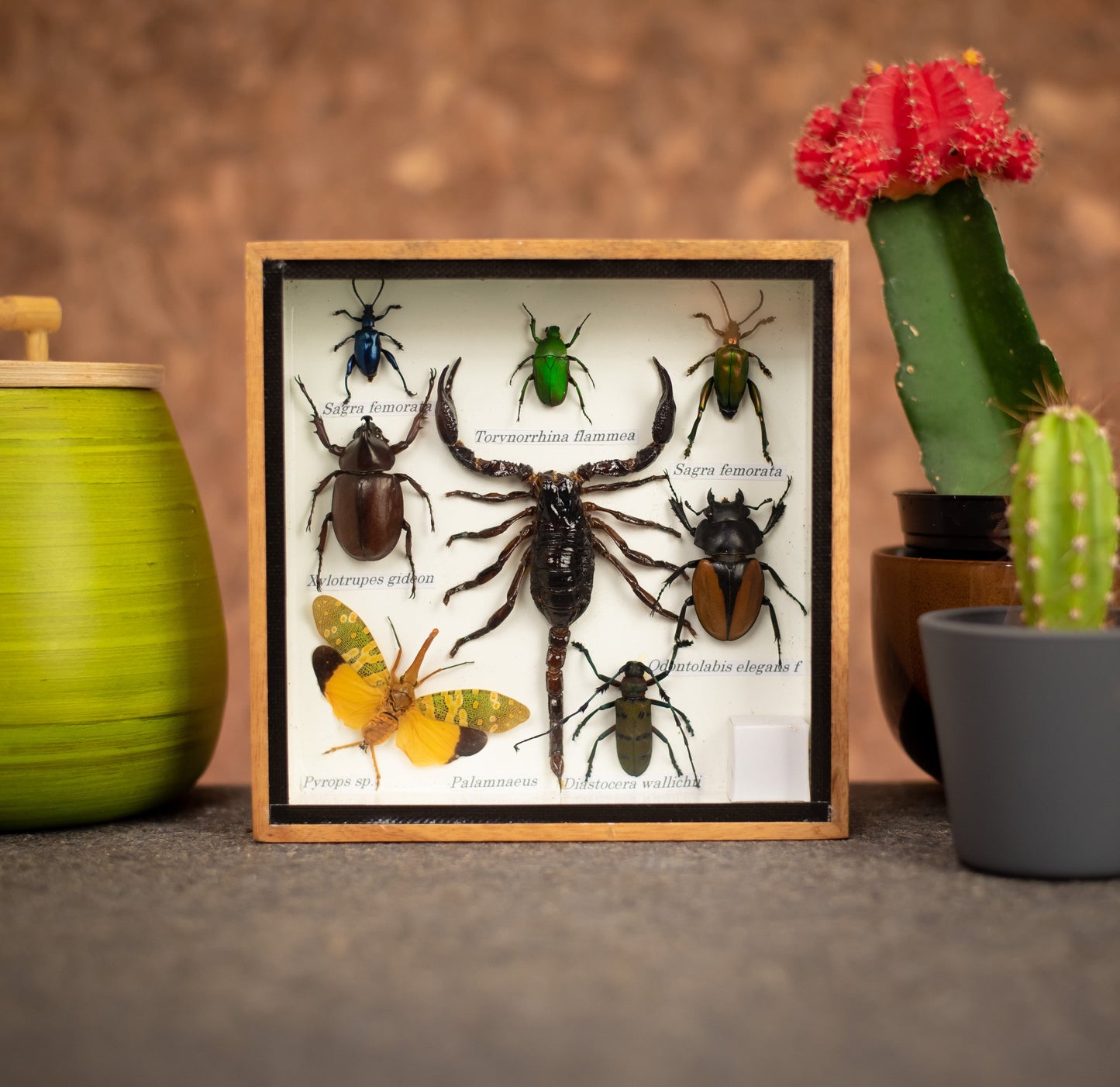 Extra Small Set Of Assorted Insects With Scorpion