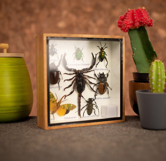 Extra Small Set Of Assorted Insects With Scorpion