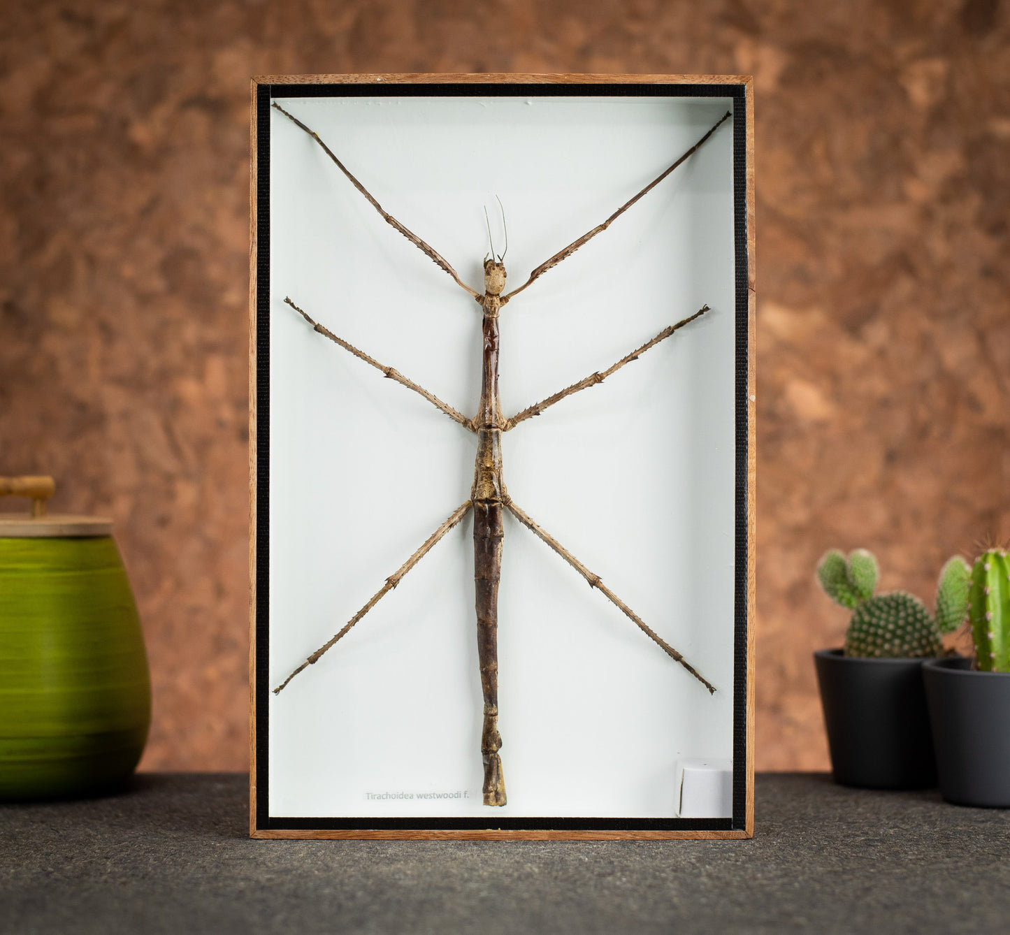 Large Stick Insect