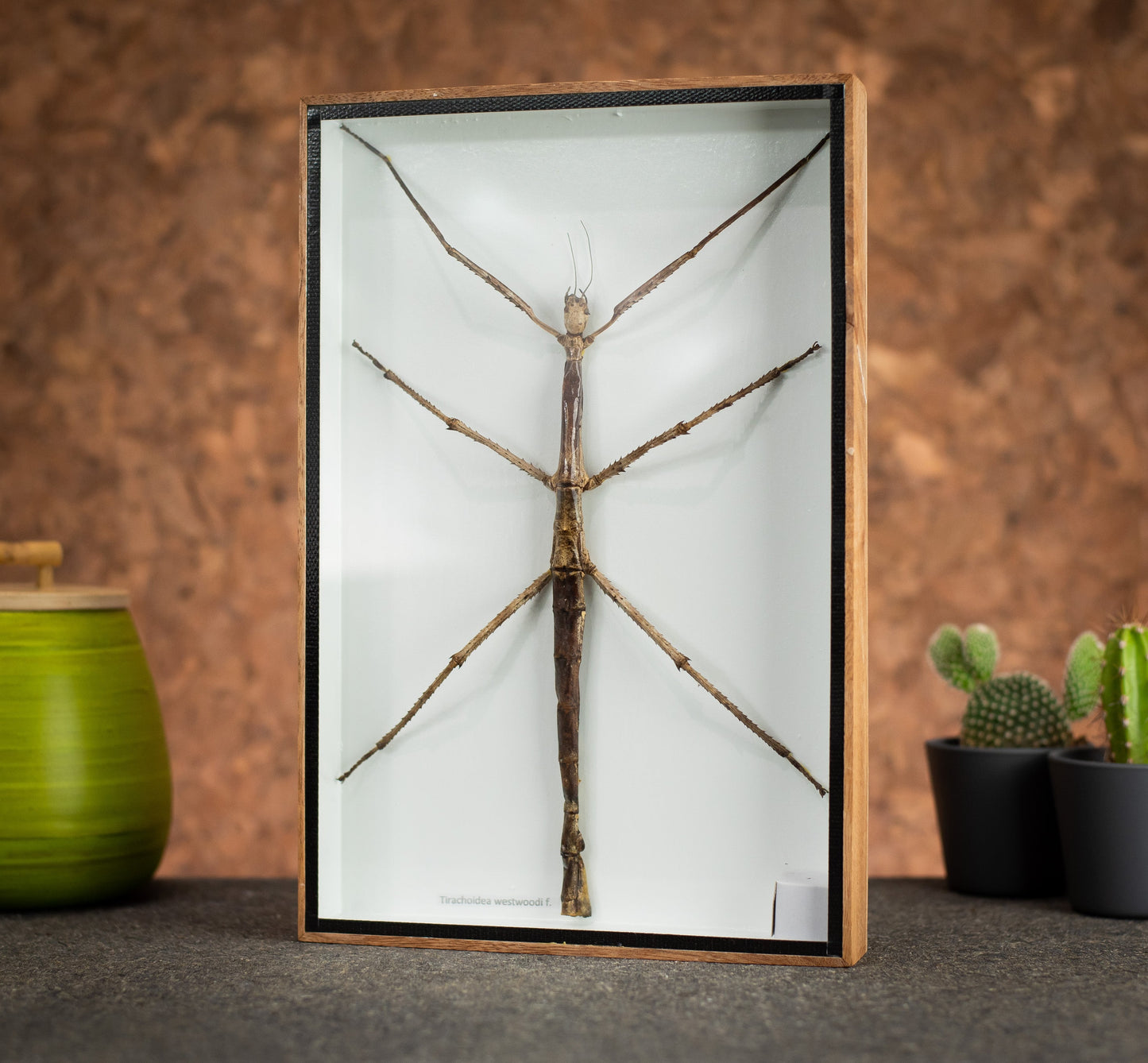 Large Stick Insect