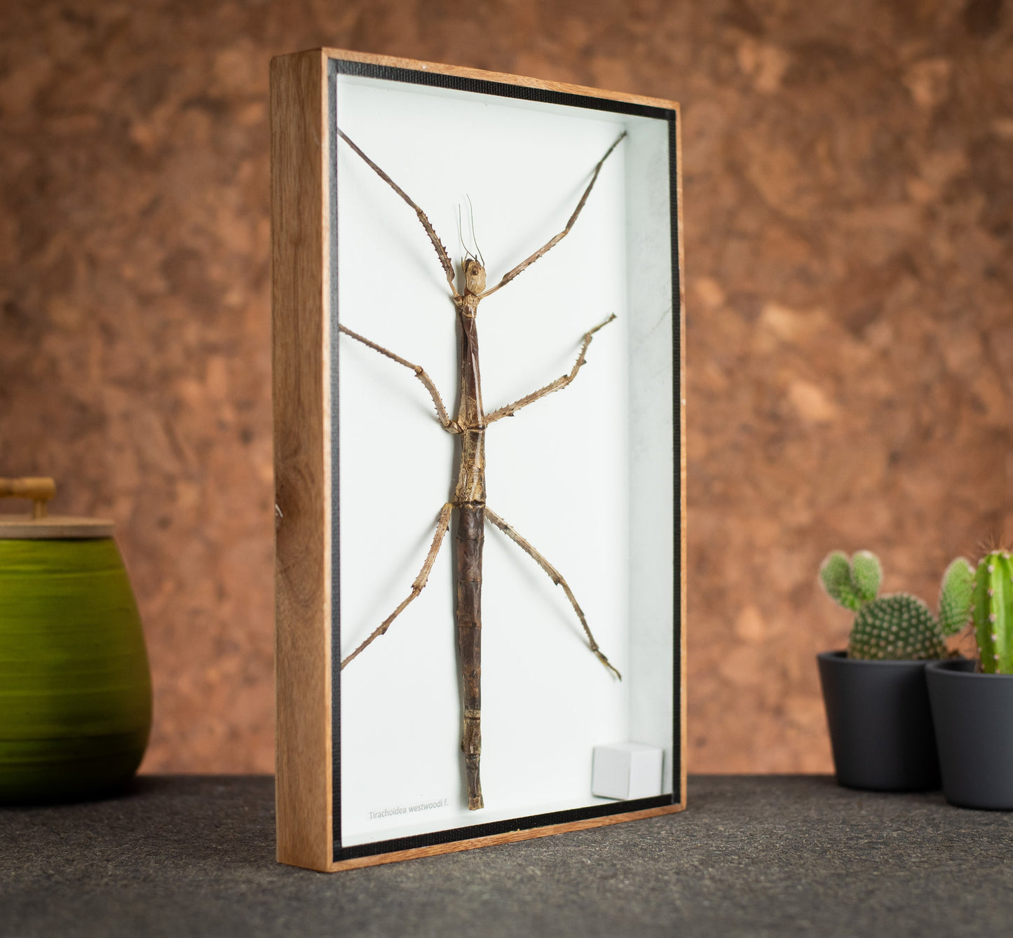 Large Stick Insect