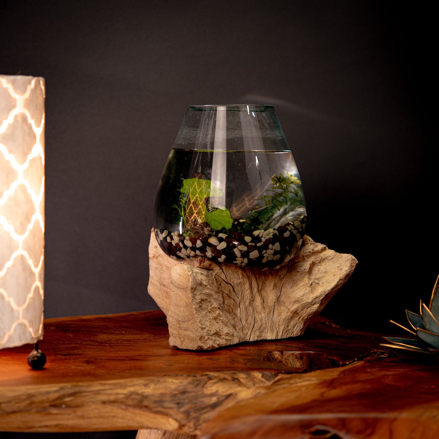 Blown Glass Bowl on Natural Coffee Root Plinth