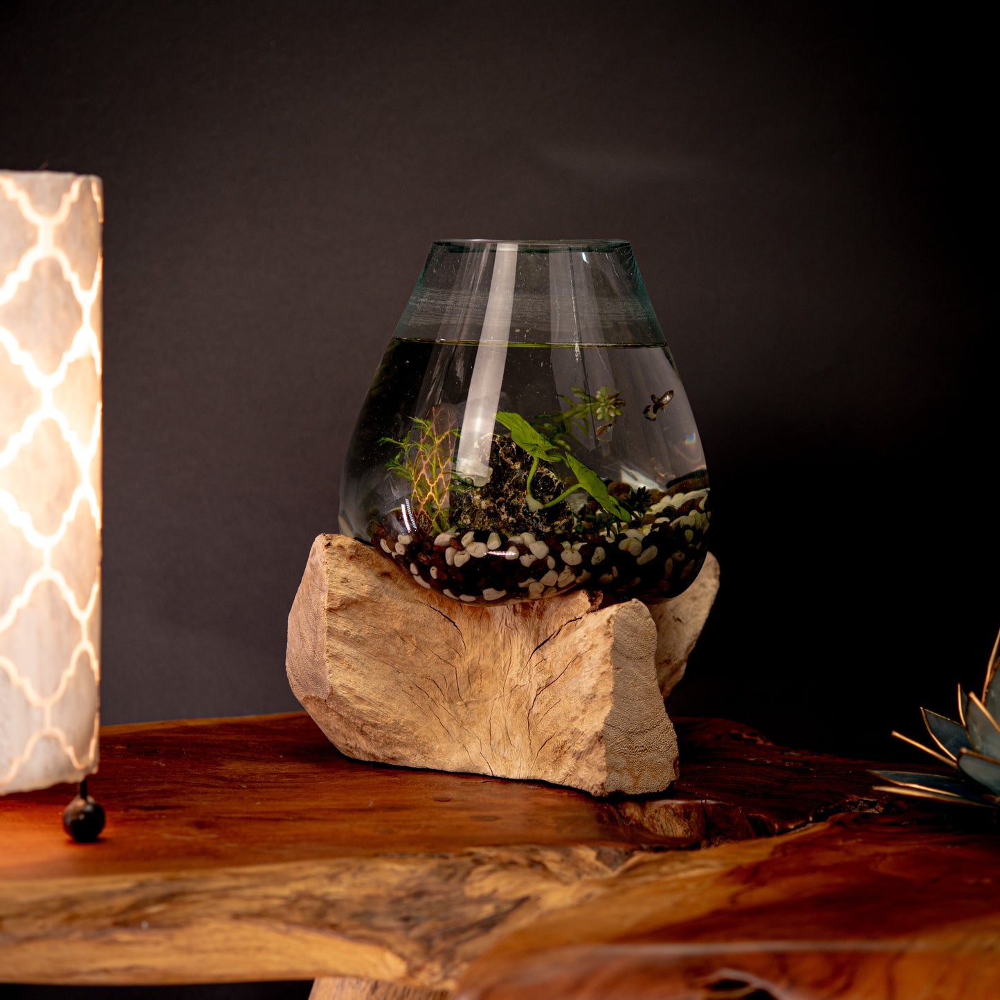 Blown Glass Bowl on Natural Coffee Root Plinth