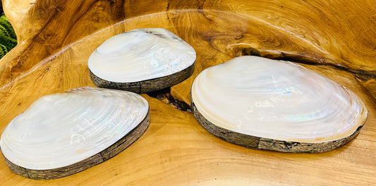 Natural Shell Jewelry Box