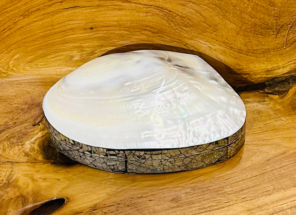 Natural Shell Jewelry Box