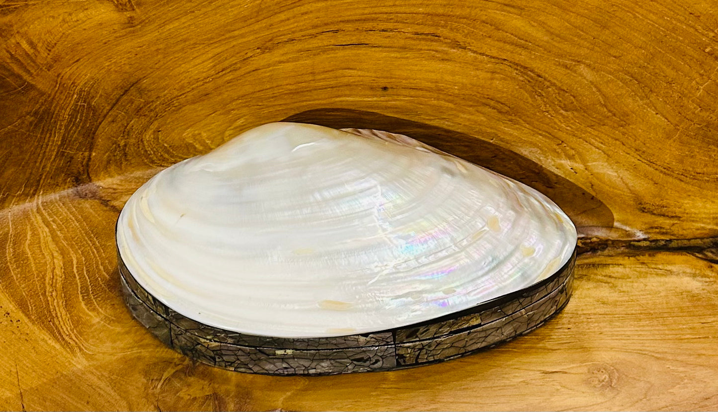 Natural Shell Jewelry Box