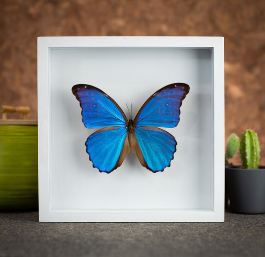 Morpho Butterfly in a 9x9 White Frame