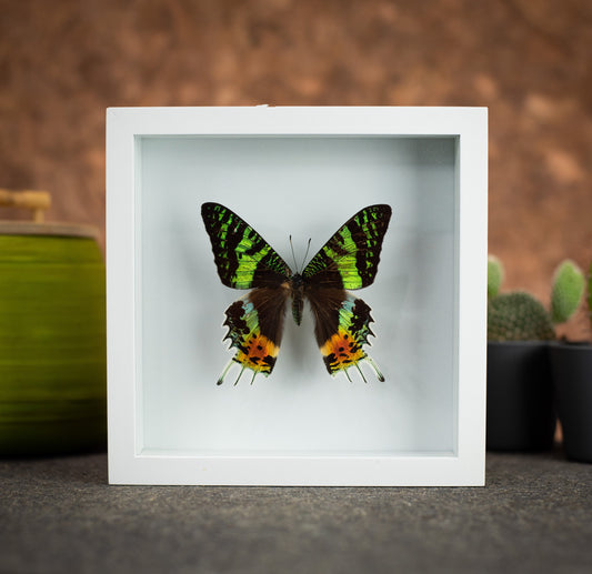 Sunset Moth Butterfly in a 6x6 White Frame