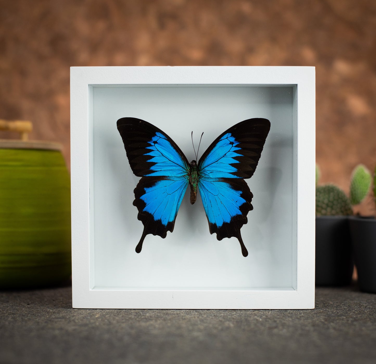 Ulysses Butterfly in a 6x6 White Frame