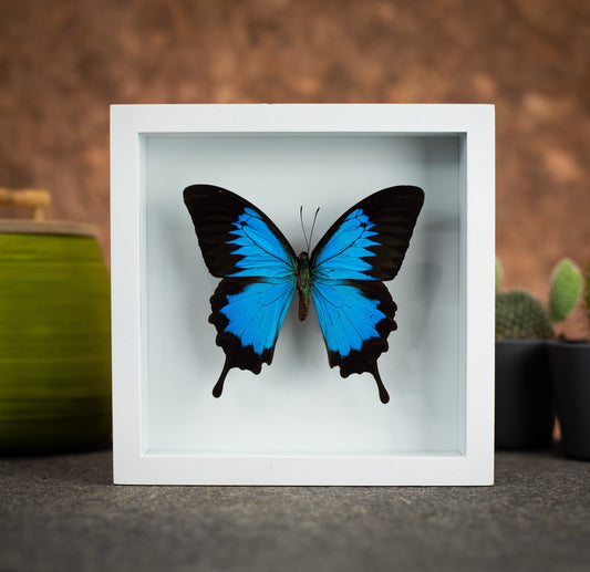Ulysses Butterfly in a 6x6 White Frame