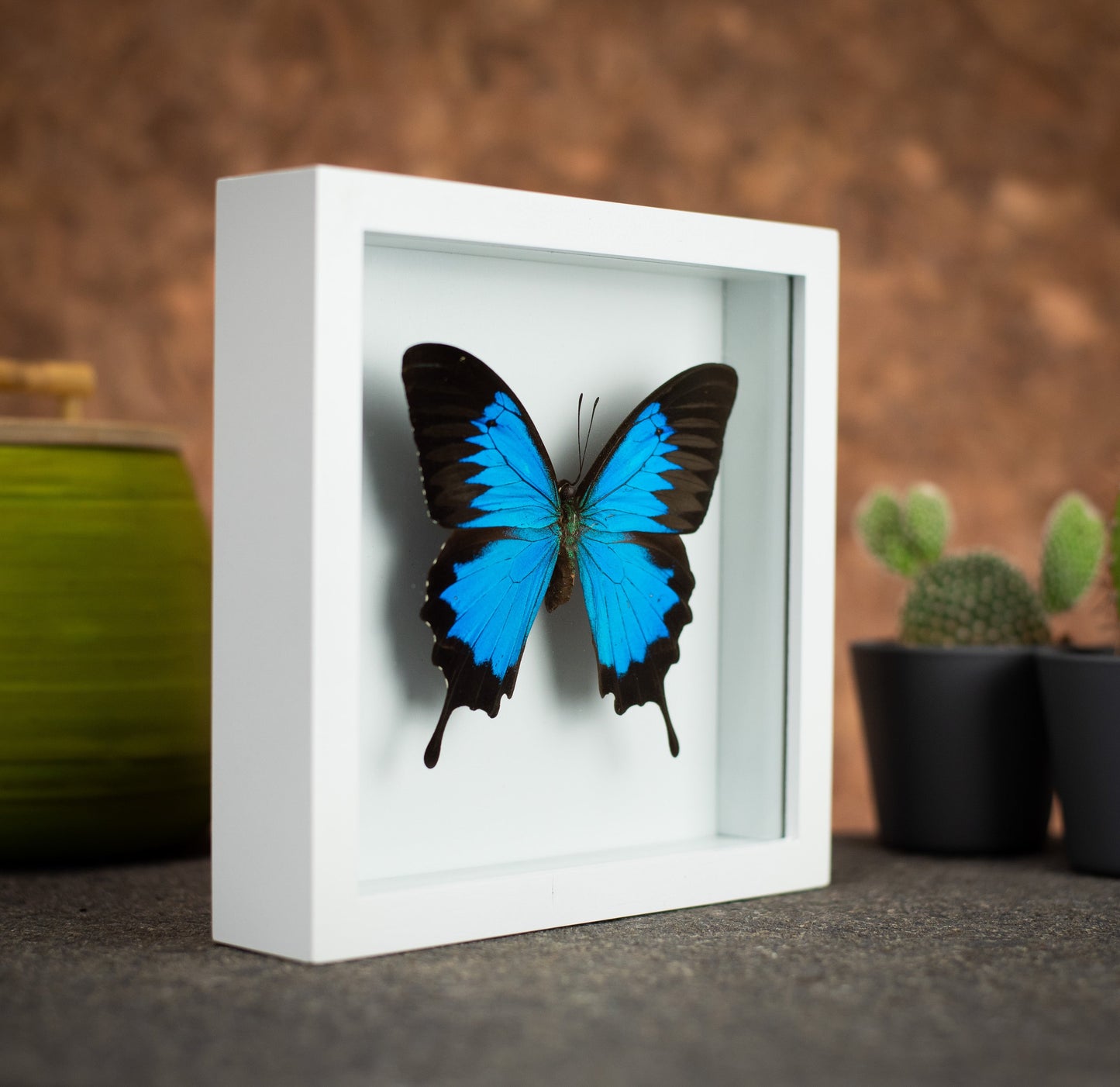 Ulysses Butterfly in a 6x6 White Frame