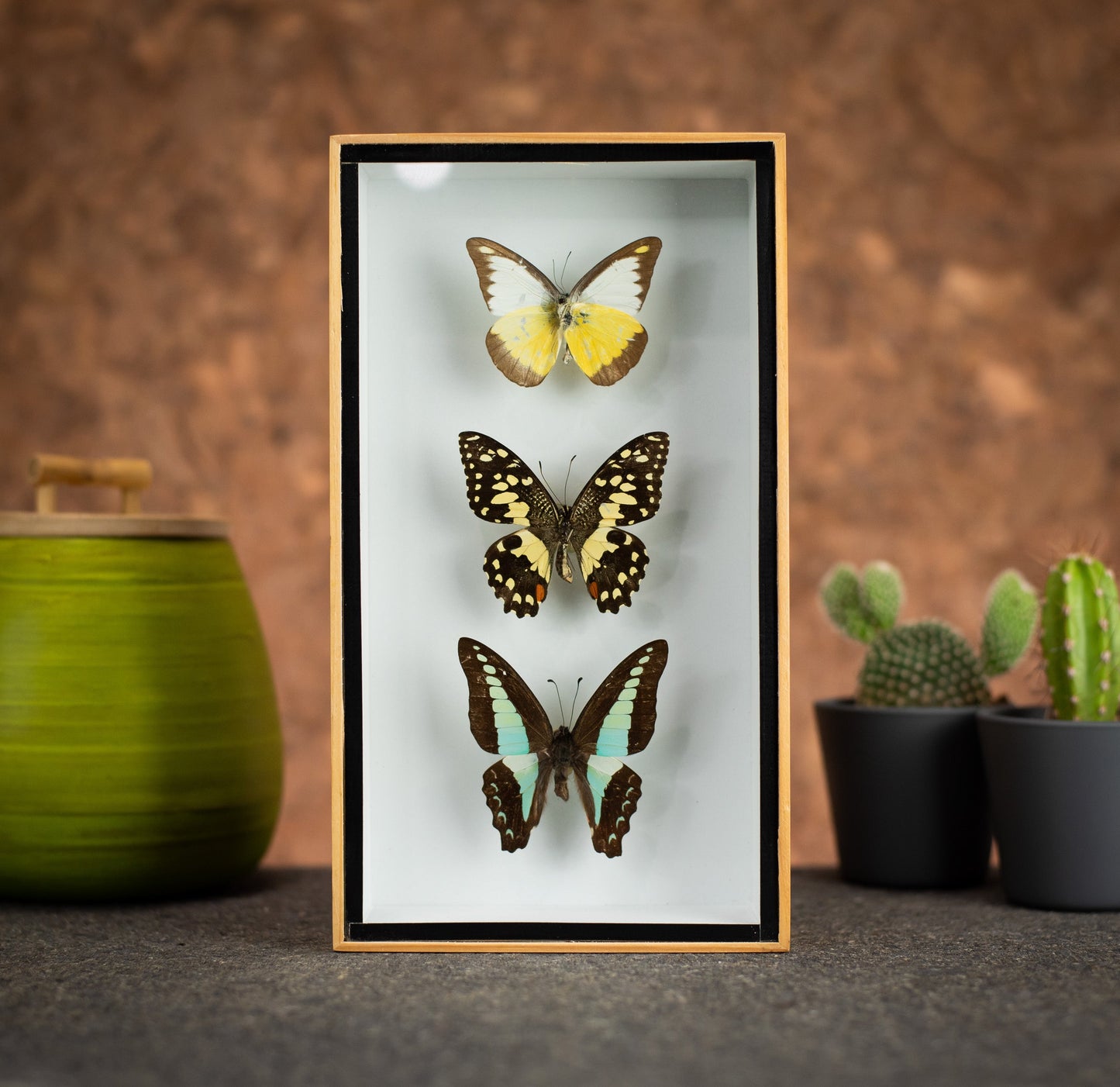 Three Butterflies in Wood Box