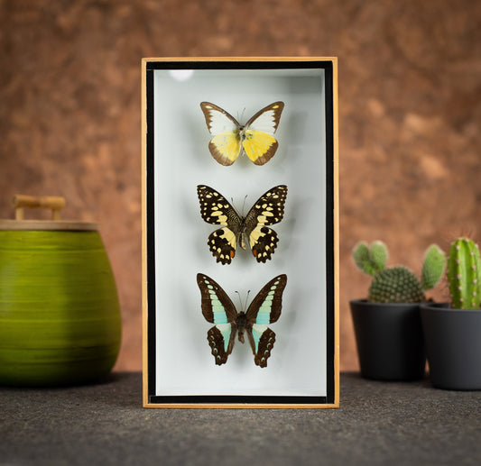 Three Butterflies in Wood Box