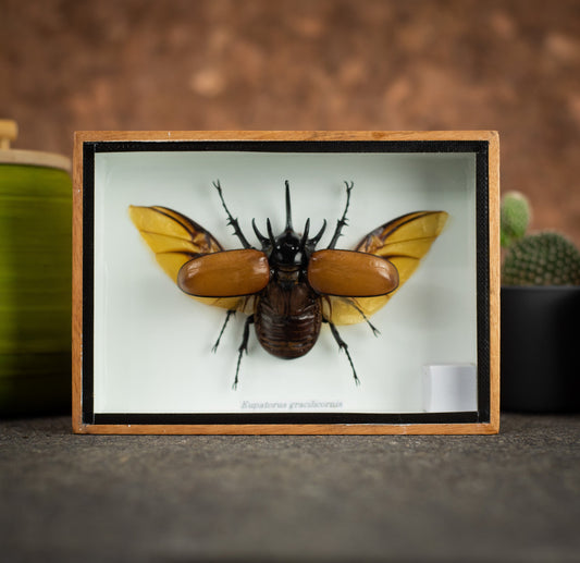 Five-Horned Beetle Wings Open