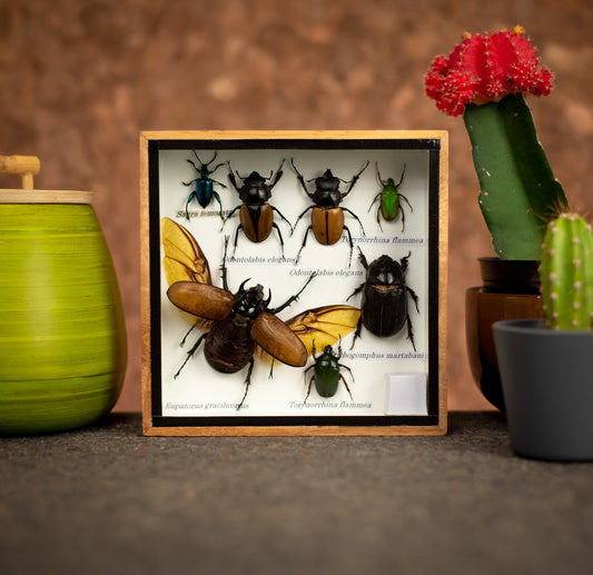Small Set of Assorted Insects With Five Horned Beetles
