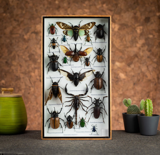 Medium Set Of Assorted Insects