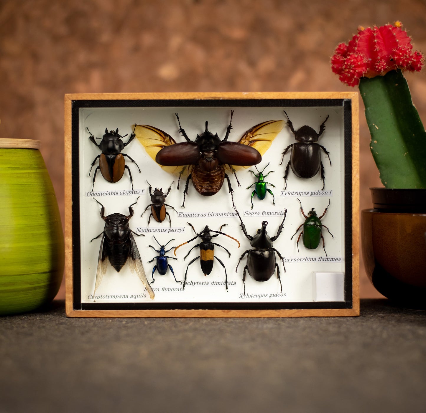 Small Set Of Assorted Insects