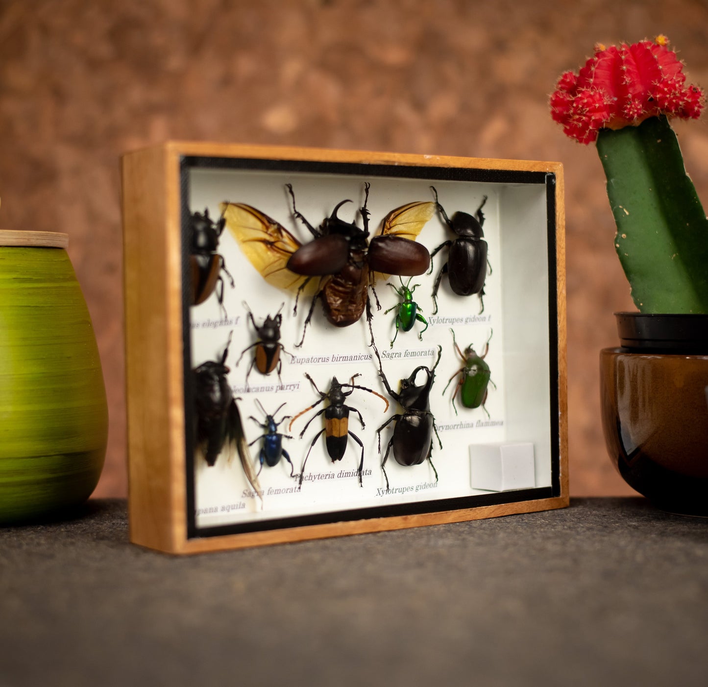 Small Set Of Assorted Insects