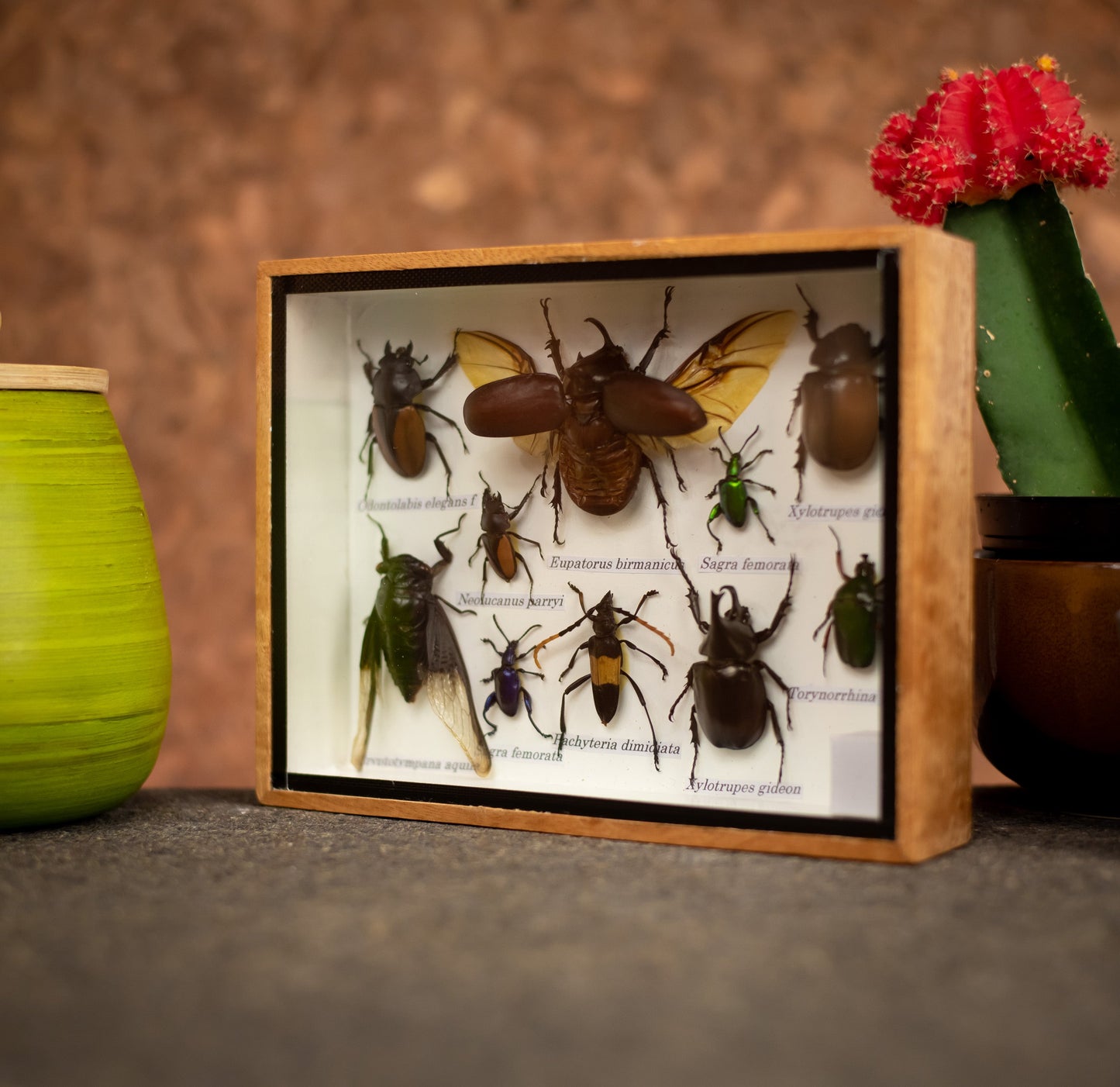 Small Set Of Assorted Insects