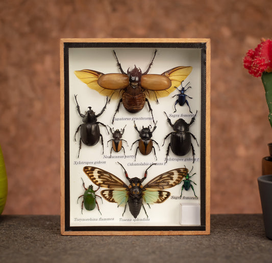 Small Set Of Assorted Insects With Scorpion