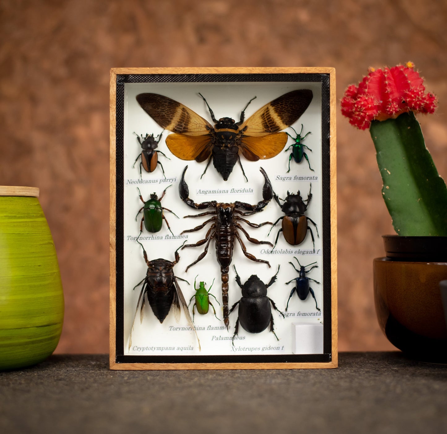 Small Set Of Assorted Insects