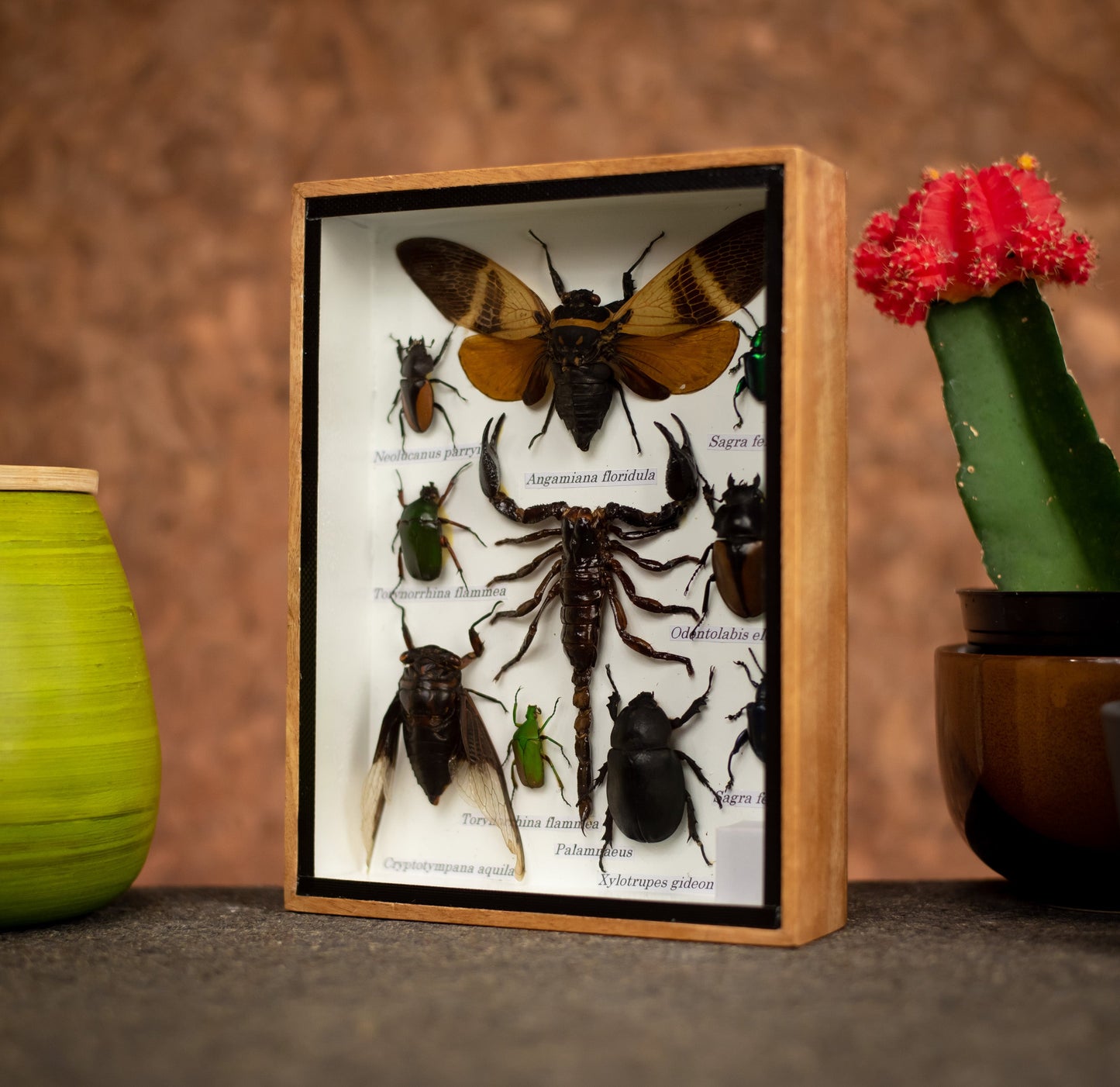 Small Set Of Assorted Insects