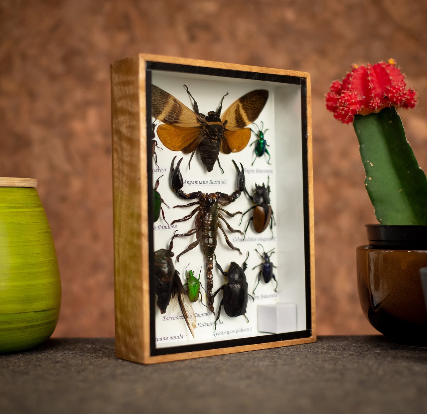 Small Set Of Assorted Insects