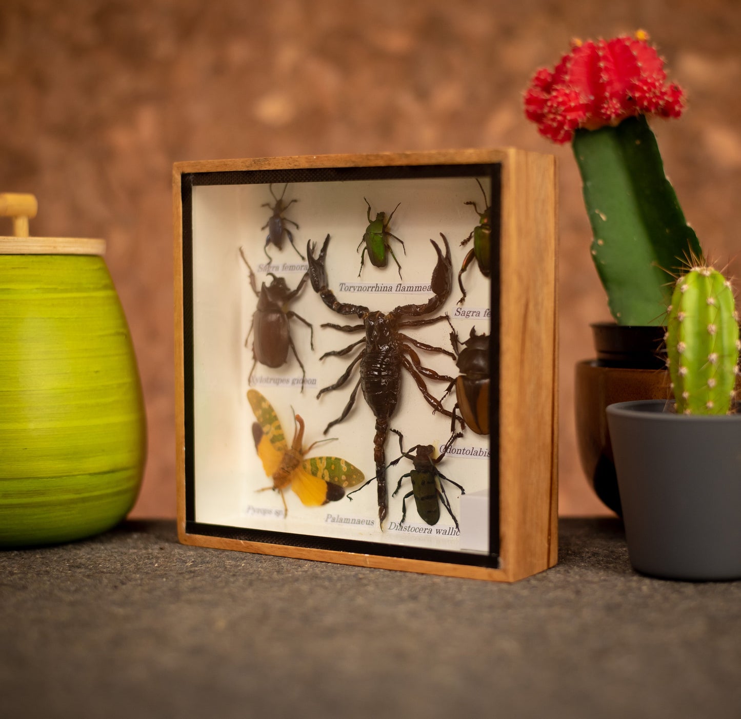 Extra Small Set Of Assorted Insects With Scorpion
