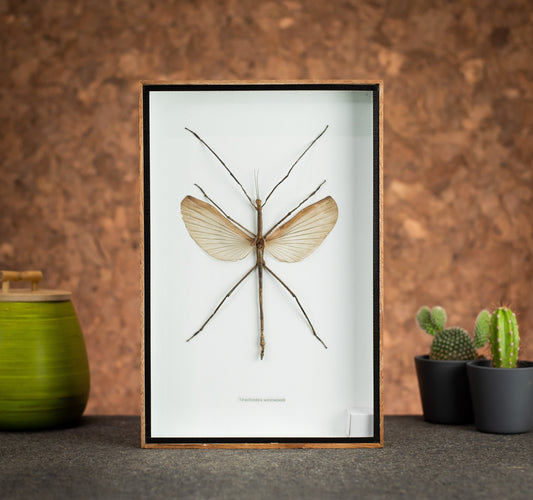 Large Stick Insect