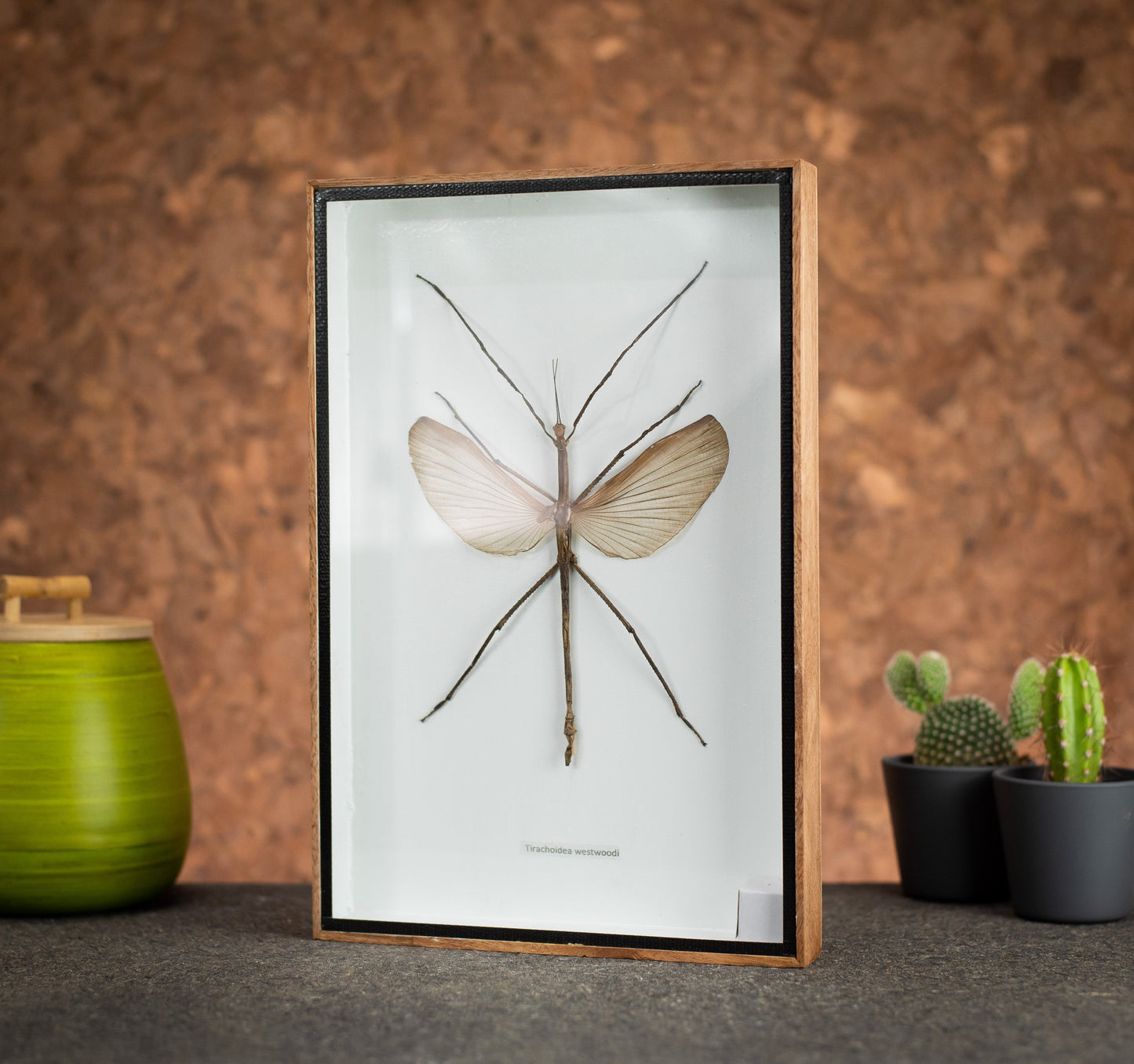 Large Stick Insect