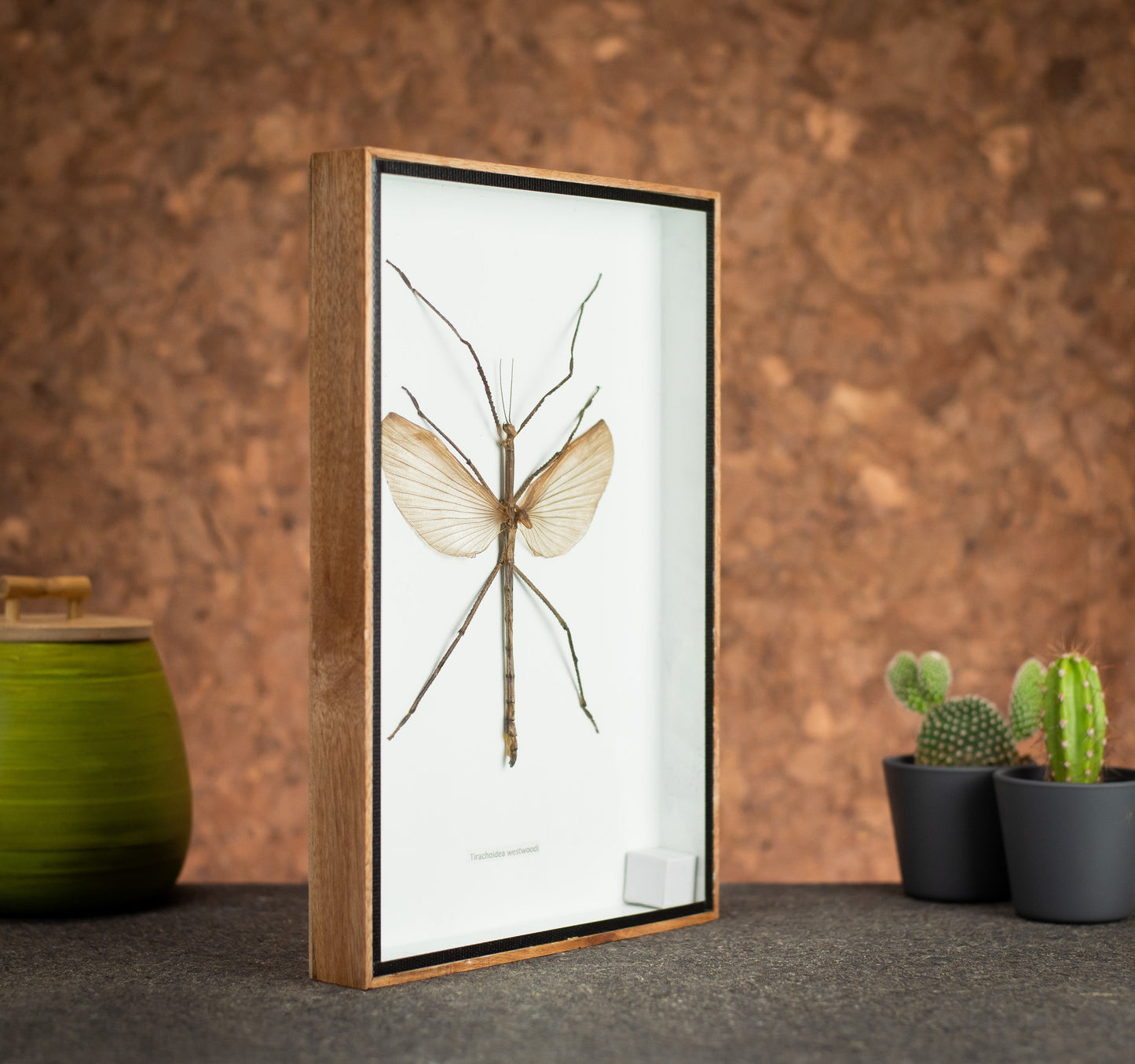 Large Stick Insect